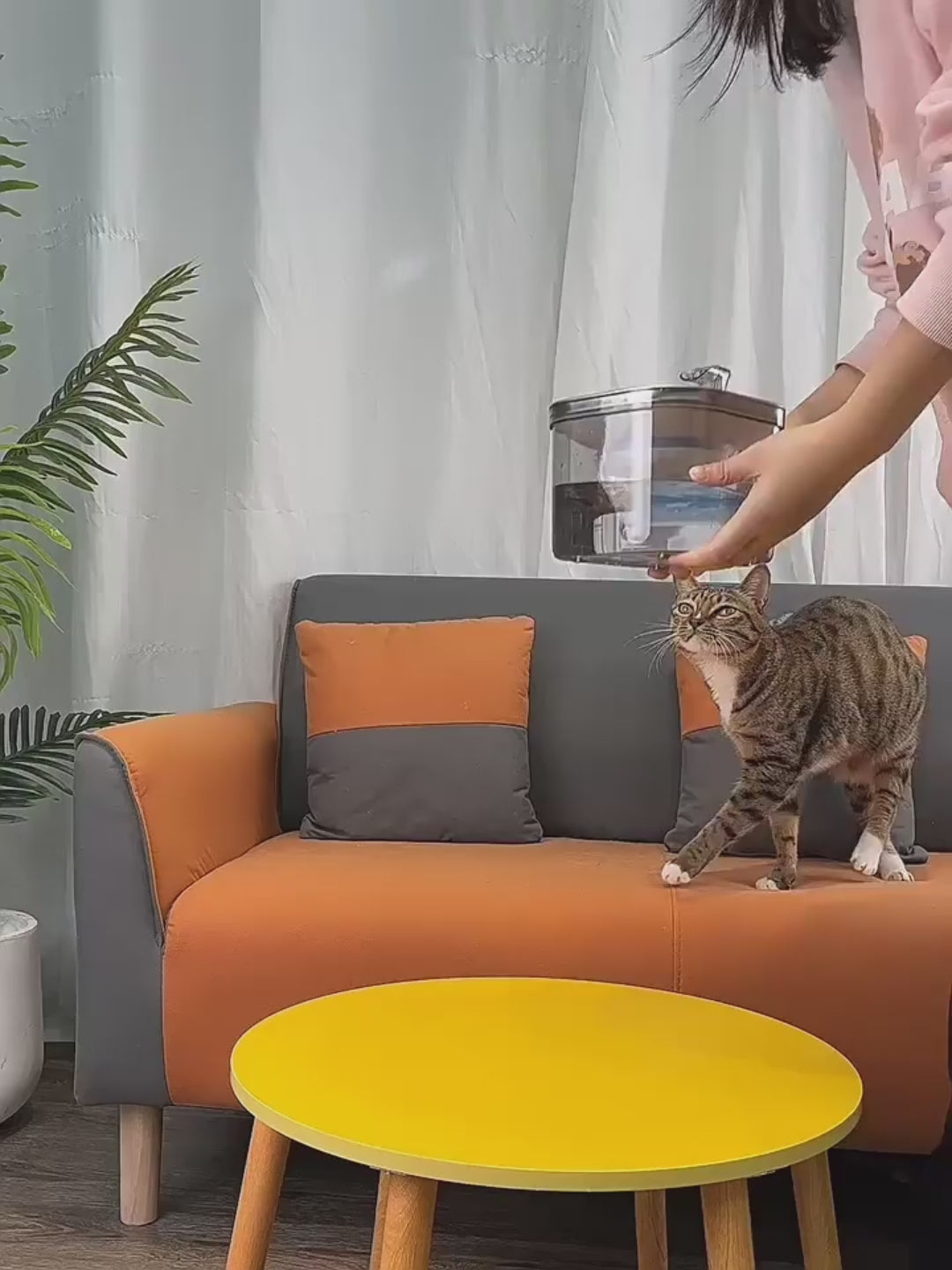 Distributeur d'eau chat