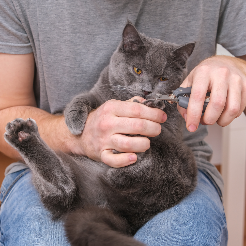 Pourquoi couper les griffes d'un chat ?