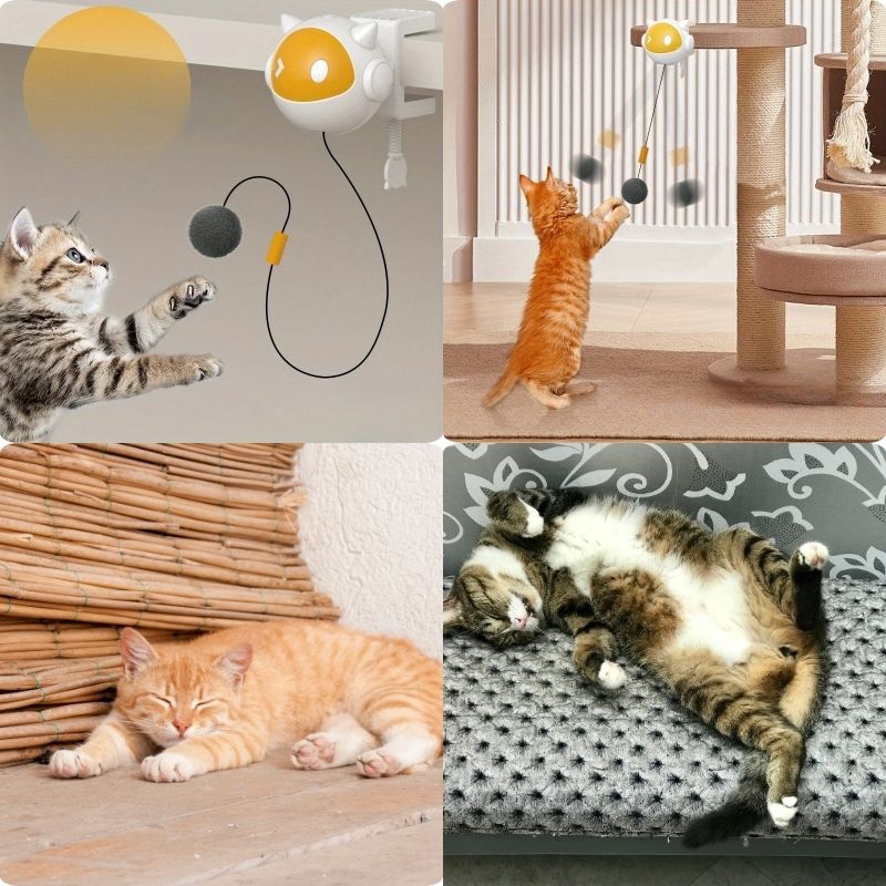 Balle à Fixer Interactif pour Chat – Jouet Mural Ludique et Stimulant